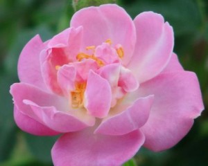 THE LAKELAND ROSE (climber)